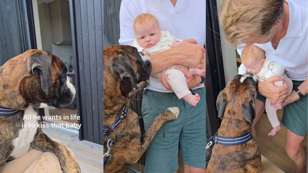 Big Dog Just Wants To Kiss Little Baby, but the Ending Is Nothing Like You’d Expected