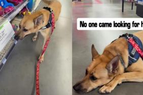 ‘Lost’ Rescue Dog Nobody Came for & Everyone Forgot About Still Hopes for One Small Thing