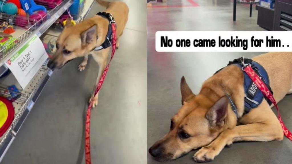 ‘Lost’ Rescue Dog Nobody Came for & Everyone Forgot About Still Hopes for One Small Thing