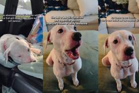 Abandoned Shelter Dog Left All Alone Almost Gave Up, Until She Chose To Give Life a Second Chance