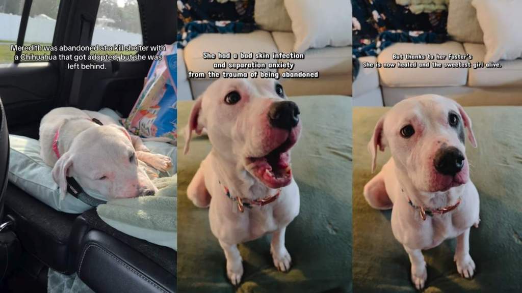 Abandoned Shelter Dog Left All Alone Almost Gave Up, Until She Chose To Give Life a Second Chance