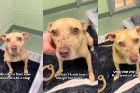 Rescue Dog Found Covered in Scars Believes in Loving Humans Despite What She Endured