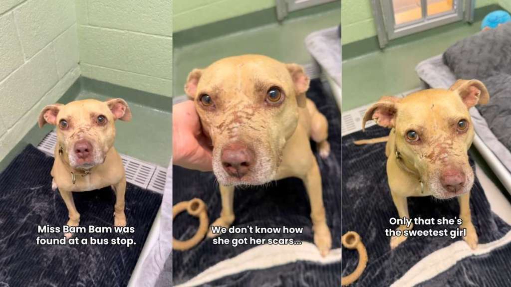 Rescue Dog Found Covered in Scars Believes in Loving Humans Despite What She Endured