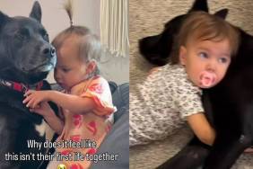 Toddler Lies Down Next to Big Dog, Cuddles Him & It’s One of the Many Beautiful Parts of Their Bond