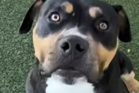 Shelter Dog Was Once Just a Kennel Number, but His Story Says So Much More