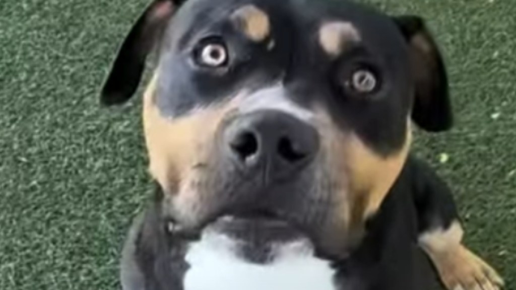 Shelter Dog Was Once Just a Kennel Number, but His Story Says So Much More