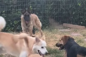 Foster Dog Retreats After Other Dogs Ignore Her, Then One Last Try Changes Everything