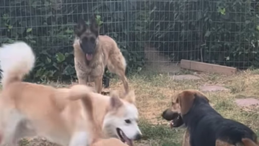 Foster Dog Retreats After Other Dogs Ignore Her, Then One Last Try Changes Everything