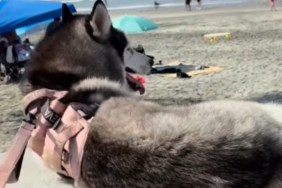 Dog Refuses To Leave the Beach & Stages a Full-Blown Protest Every Time Mom Pulls the Leash