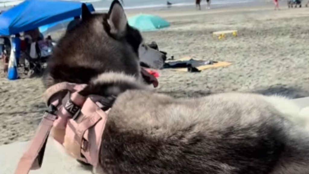 Dog Refuses To Leave the Beach & Stages a Full-Blown Protest Every Time Mom Pulls the Leash