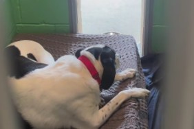 Shelter Dog Waits Outside the Door To Be Let In, Believing the Kennel Is His Only Safe Place
