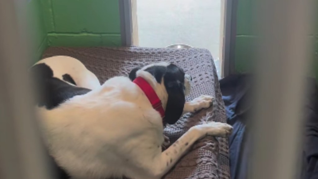 Shelter Dog Waits Outside the Door To Be Let In, Believing the Kennel Is His Only Safe Place
