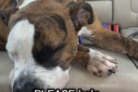 Shelter Dog’s Life in a Kennel Is Taking a Heartbreaking Toll & Human Shows Exactly How