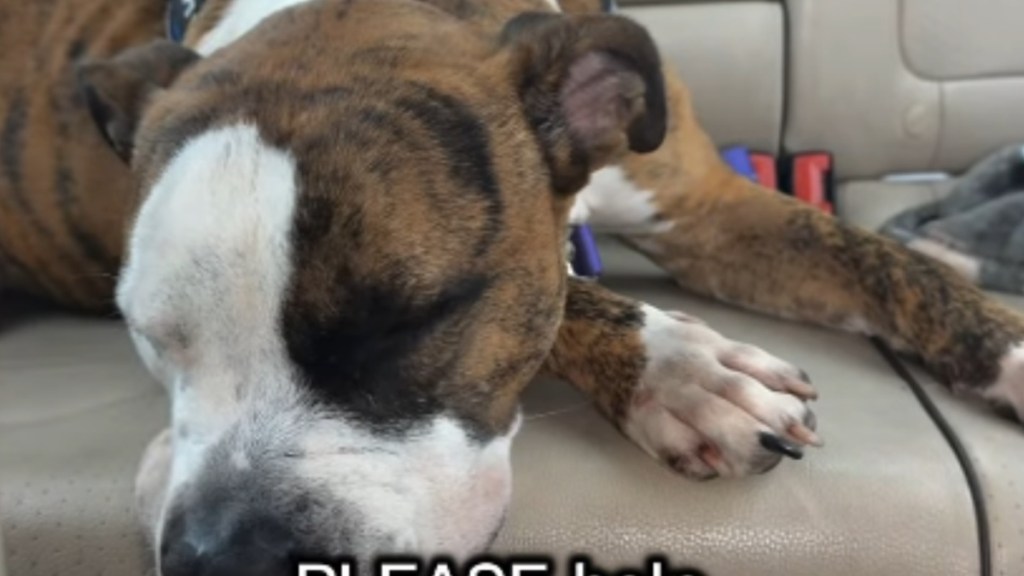 Shelter Dog’s Life in a Kennel Is Taking a Heartbreaking Toll & Human Shows Exactly How