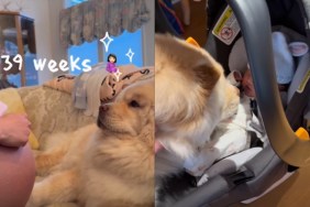 Dog Waits Months for Baby Sister & Once She Arrives, He Takes on an Important Duty
