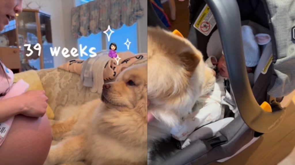 Dog Waits Months for Baby Sister & Once She Arrives, He Takes on an Important Duty