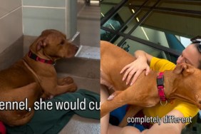 Shelter Dog Pays the Price for Someone Else’s Mistake & Gets a Heartbreaking Deadline