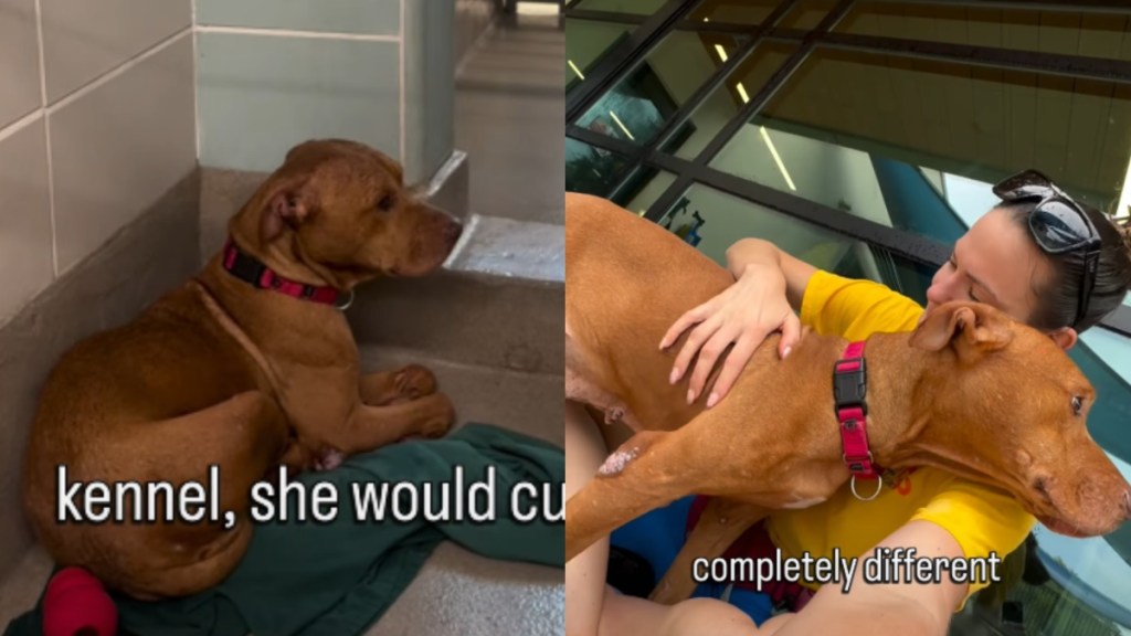 Shelter Dog Pays the Price for Someone Else’s Mistake & Gets a Heartbreaking Deadline