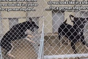 Shelter Dog Frantically Bounces off the Kennel Walls in ‘Severe Stress’ With Limited Time Left