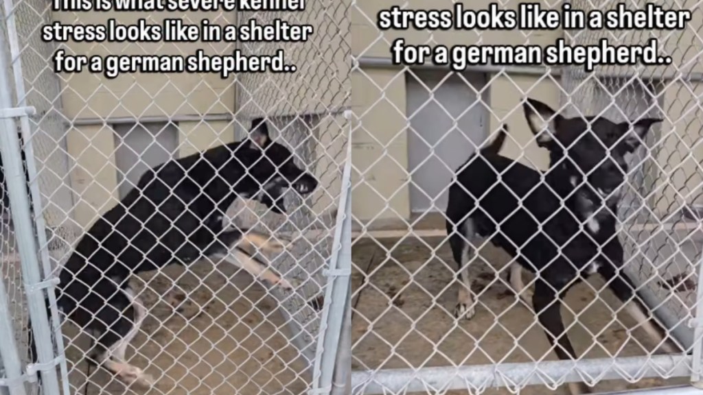 Shelter Dog Frantically Bounces off the Kennel Walls in ‘Severe Stress’ With Limited Time Left