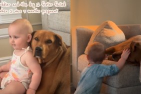 Foster Dog Comes Home During Mom’s Pregnancy — Then Becomes Toddler’s Best Friend