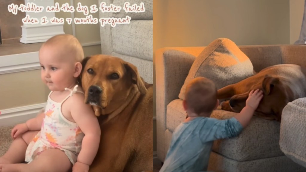 Foster Dog Comes Home During Mom’s Pregnancy — Then Becomes Toddler’s Best Friend