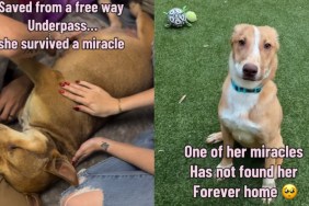 Mama Dog Rescued From the Streets Brings Her Miracle Babies, Having Never Known a Loving Home