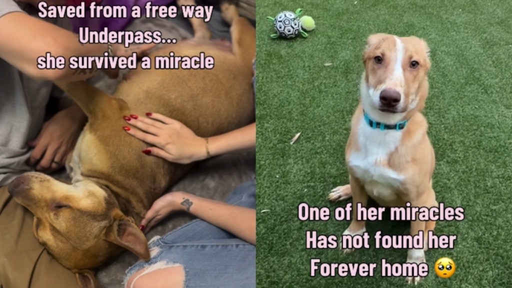 Mama Dog Rescued From the Streets Brings Her Miracle Babies, Having Never Known a Loving Home