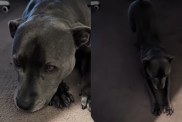 Dog’s Morning Walk Gets Delayed by Rain & She Makes Sure Dad Knows How She Feels About It