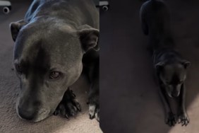 Dog’s Morning Walk Gets Delayed by Rain & She Makes Sure Dad Knows How She Feels About It
