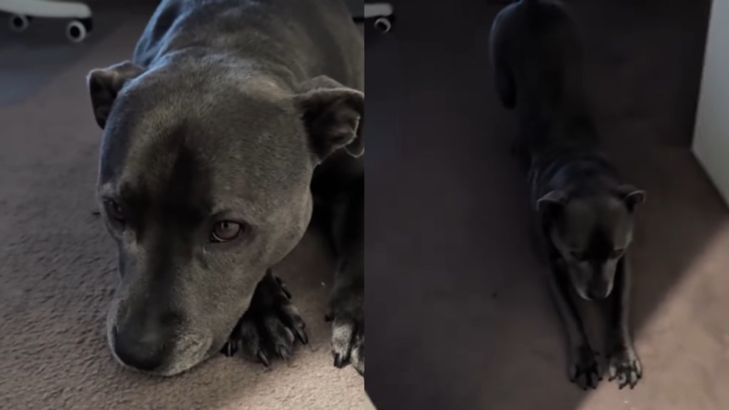 Dog’s Morning Walk Gets Delayed by Rain & She Makes Sure Dad Knows How She Feels About It