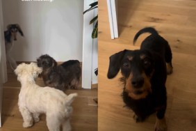 4 Dogs Crash Owner's Home Office Because Everyone Has Their Own Side of the Story
