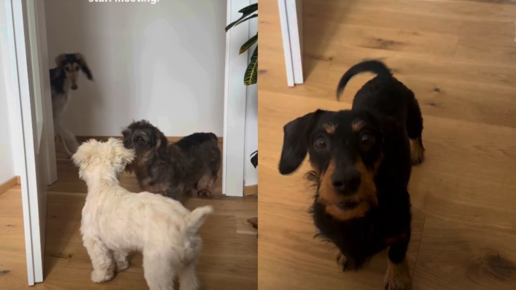 4 Dogs Crash Owner's Home Office Because Everyone Has Their Own Side of the Story
