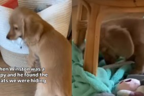 Pup Outsmarts Owners by Finding Hidden Treats, Then Acts Like Nothing Happened