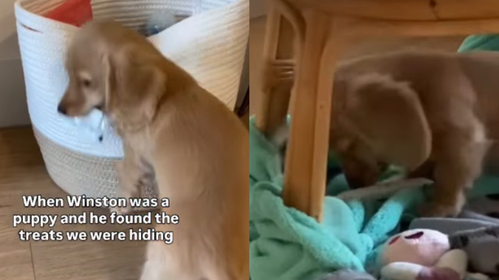 Pup Outsmarts Owners by Finding Hidden Treats, Then Acts Like Nothing Happened