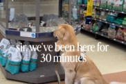 Golden Retriever Finds His Version of 'Screen Time' & Cannot Be Dragged Away