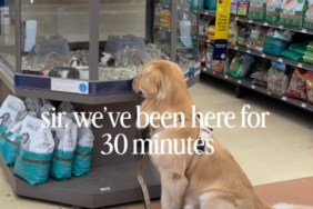 Golden Retriever Finds His Version of 'Screen Time' & Cannot Be Dragged Away