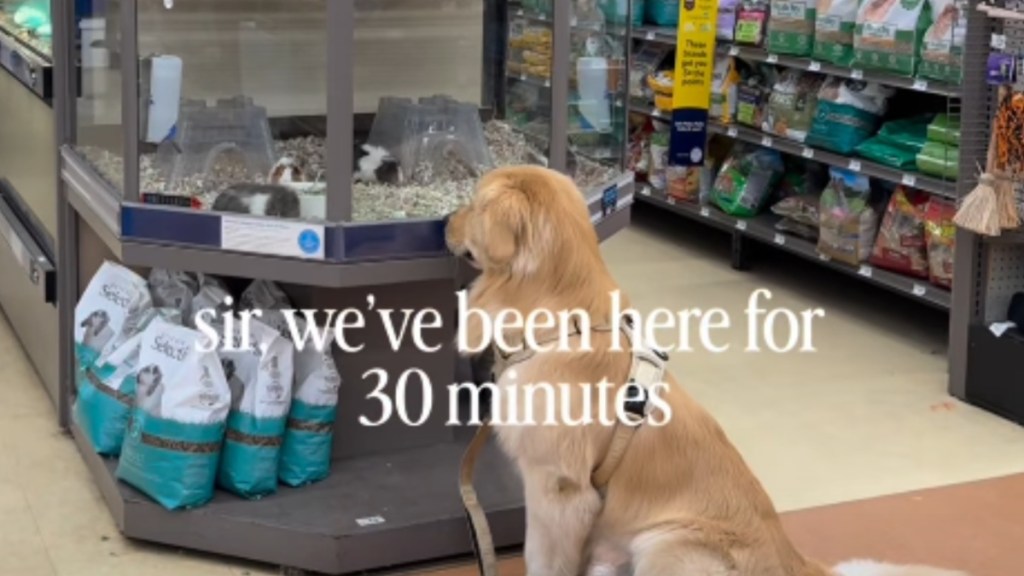 Golden Retriever Finds His Version of 'Screen Time' & Cannot Be Dragged Away