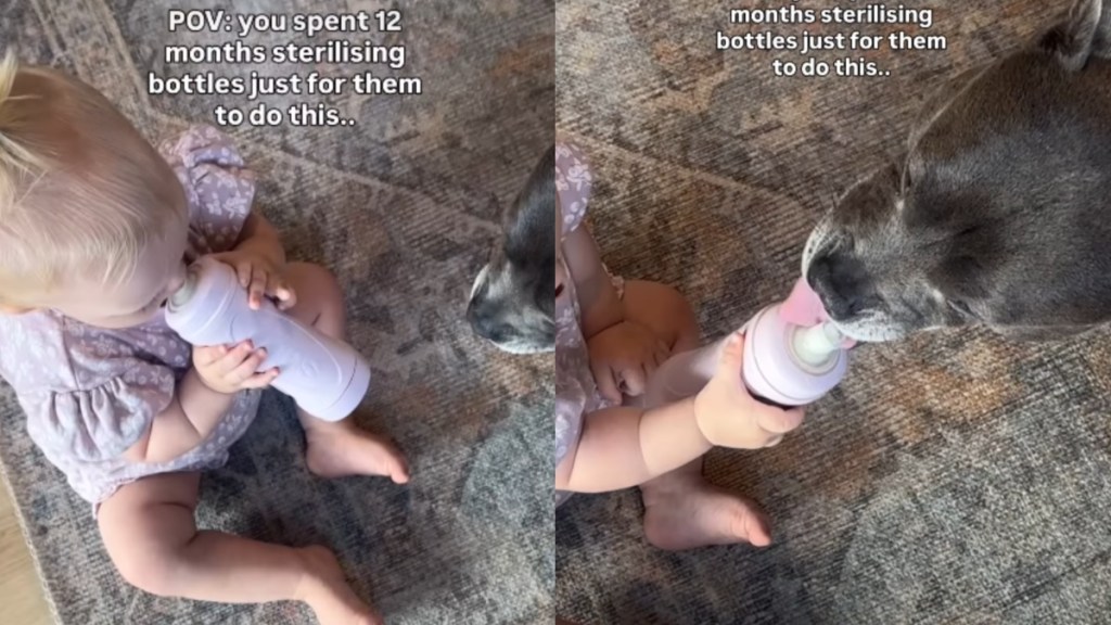 Mom Carefully Sterilized Every Bottle, Baby Has Decided the Dog Can Have a Lick