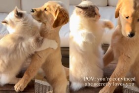 Golden Retriever Puppy Refuses to Question the Cat's Love Despite Some Mixed Signals
