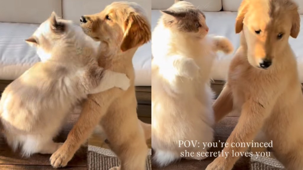Golden Retriever Puppy Refuses to Question the Cat's Love Despite Some Mixed Signals