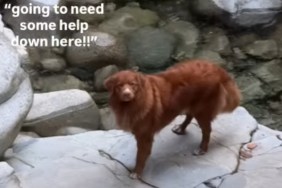 Golden Retriever Demands a Rescue Mission for His Ball in the Woods, Then Does the Bare Minimum