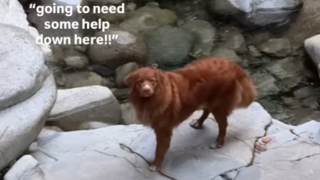 Golden Retriever Demands a Rescue Mission for His Ball in the Woods, Then Does the Bare Minimum