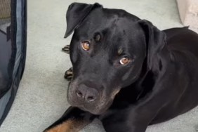 Dog Falls for His Newly Adopted Cat Sister & Quietly Waits for Her to Feel the Same