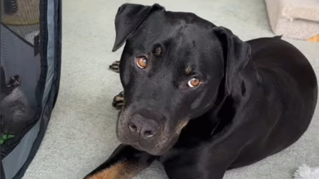 Dog Falls for His Newly Adopted Cat Sister & Quietly Waits for Her to Feel the Same