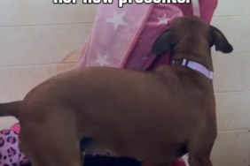 Shelter Dog Finally Gets a Bed To Call Her Own, Only To Get Another Sweet Surprise