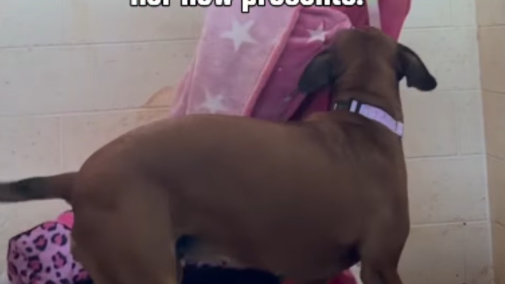 Shelter Dog Finally Gets a Bed To Call Her Own, Only To Get Another Sweet Surprise