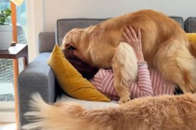 Mom’s Naptime With ‘Clingy’ Golden Retriever Quickly Gets Out of Hand