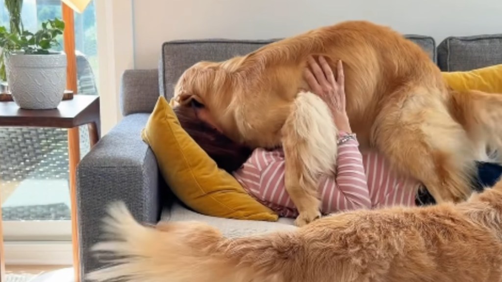 Mom’s Naptime With ‘Clingy’ Golden Retriever Quickly Gets Out of Hand