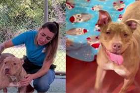 Mama Shelter Dog Watches Her Babies Leave One by One & Barks at Human, Begging To Be Let Out